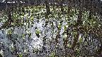 mizubasho2-20250410082033.jpg