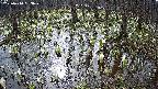 mizubasho2-20250410083030.jpg