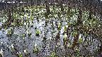 mizubasho2-20250410090030.jpg