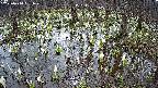 mizubasho2-20250410091031.jpg