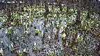 mizubasho2-20250410093032.jpg