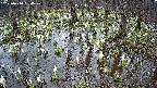 mizubasho2-20250410094031.jpg