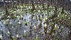 mizubasho2-20250410095031.jpg