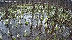 mizubasho2-20250410100031.jpg