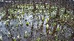 mizubasho2-20250410101030.jpg