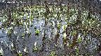 mizubasho2-20250410102029.jpg