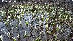 mizubasho2-20250410103031.jpg