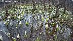 mizubasho2-20250410110031.jpg