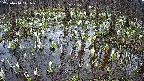 mizubasho2-20250410111028.jpg