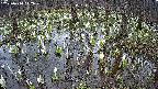 mizubasho2-20250410112032.jpg