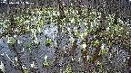 mizubasho2-20250410113029.jpg
