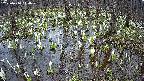 mizubasho2-20250410114028.jpg
