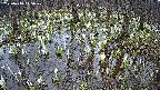 mizubasho2-20250410115031.jpg