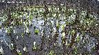 mizubasho2-20250410120029.jpg