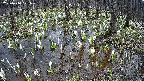 mizubasho2-20250410121030.jpg