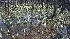 mizubasho2-20250410122031.jpg
