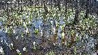 mizubasho2-20250410124029.jpg