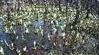 mizubasho2-20250410135027.jpg