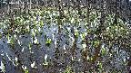 mizubasho2-20250410141030.jpg