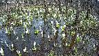 mizubasho2-20250410143030.jpg