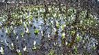 mizubasho2-20250410150029.jpg