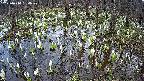 mizubasho2-20250410154029.jpg