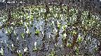 mizubasho2-20250410160030.jpg