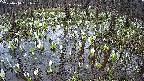 mizubasho2-20250410161034.jpg