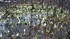 mizubasho2-20250410162029.jpg