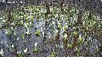 mizubasho2-20250410163029.jpg