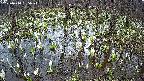 mizubasho2-20250410165026.jpg