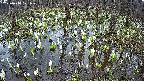 mizubasho2-20250410171030.jpg