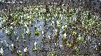 mizubasho2-20250410173031.jpg