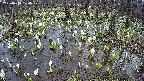 mizubasho2-20250410174029.jpg