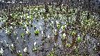 mizubasho2-20250410180030.jpg