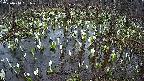 mizubasho2-20250410181030.jpg