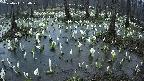 mizubasho2-20250411050029.jpg