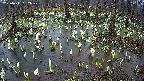 mizubasho2-20250411052029.jpg