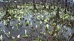 mizubasho2-20250411053030.jpg