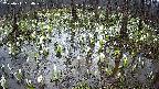 mizubasho2-20250411054028.jpg