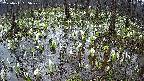 mizubasho2-20250411055029.jpg