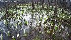 mizubasho2-20250411060027.jpg