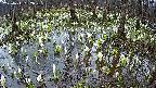 mizubasho2-20250411062029.jpg