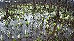 mizubasho2-20250411064030.jpg