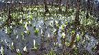 mizubasho2-20250411065030.jpg