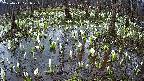 mizubasho2-20250411071031.jpg