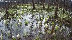 mizubasho2-20250411072032.jpg