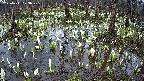mizubasho2-20250411073031.jpg
