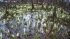 mizubasho2-20250411074031.jpg
