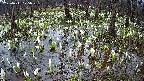 mizubasho2-20250411075028.jpg